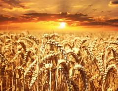 Пшеница резко подорожала на фоне засухи в США