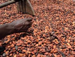 Стоимость какао-бобов превысила $10 тысяч за тонну