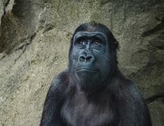 Участники WallStreetBets жертвуют доходы от продажи акций GameStop на усыновление горилл