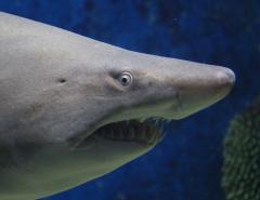 Твит Илона Маска спровоцировал рост акций владельцев вирусного клипа «Baby Shark»