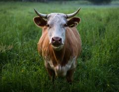 Новая Зеландия достигла нового рекордного экспорта говядины