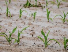 Засуха в Северной Америке спровоцировала рост цен на яровую пшеницу