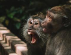 Медики США бьют тревогу из-за глобального распространения вируса обезьяньей оспы