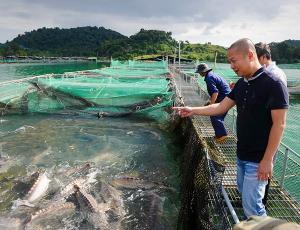 Рынок аквакультуры Вьетнама: сверхприбыли, господдержка и ужесточение конкуренции
