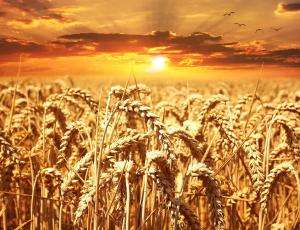 Российская пшеница выросла в цене вслед за мировыми рынками
