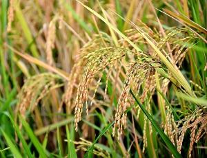 Индия сняла запрет на экспорт органического риса